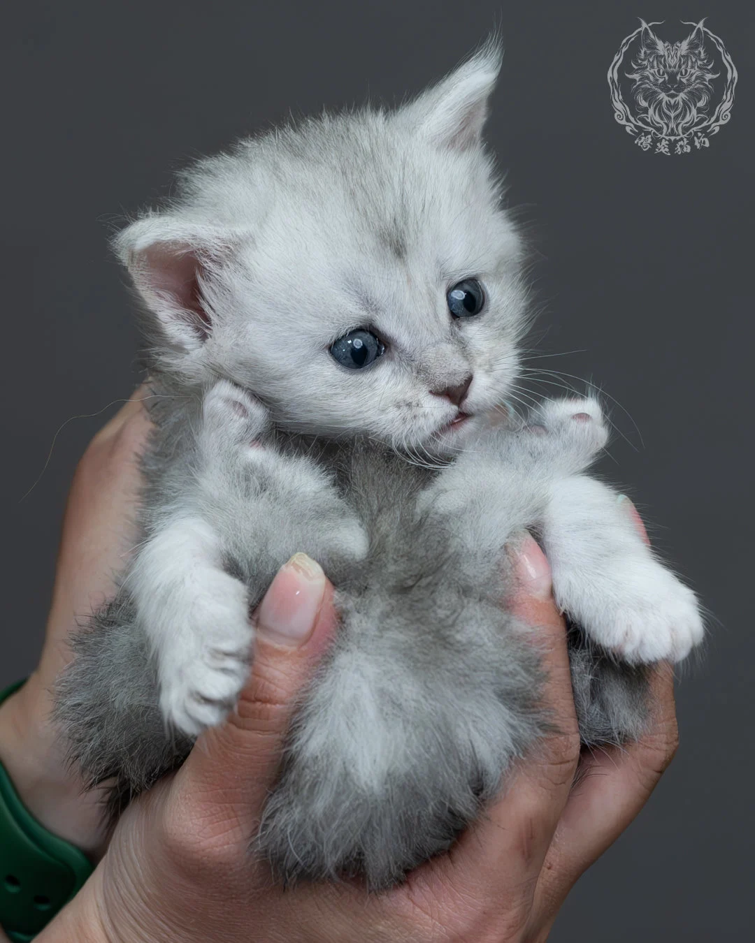 藍銀陰影緬因貓 12