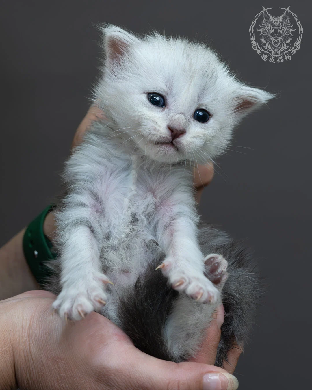 藍銀虎斑緬因貓 19