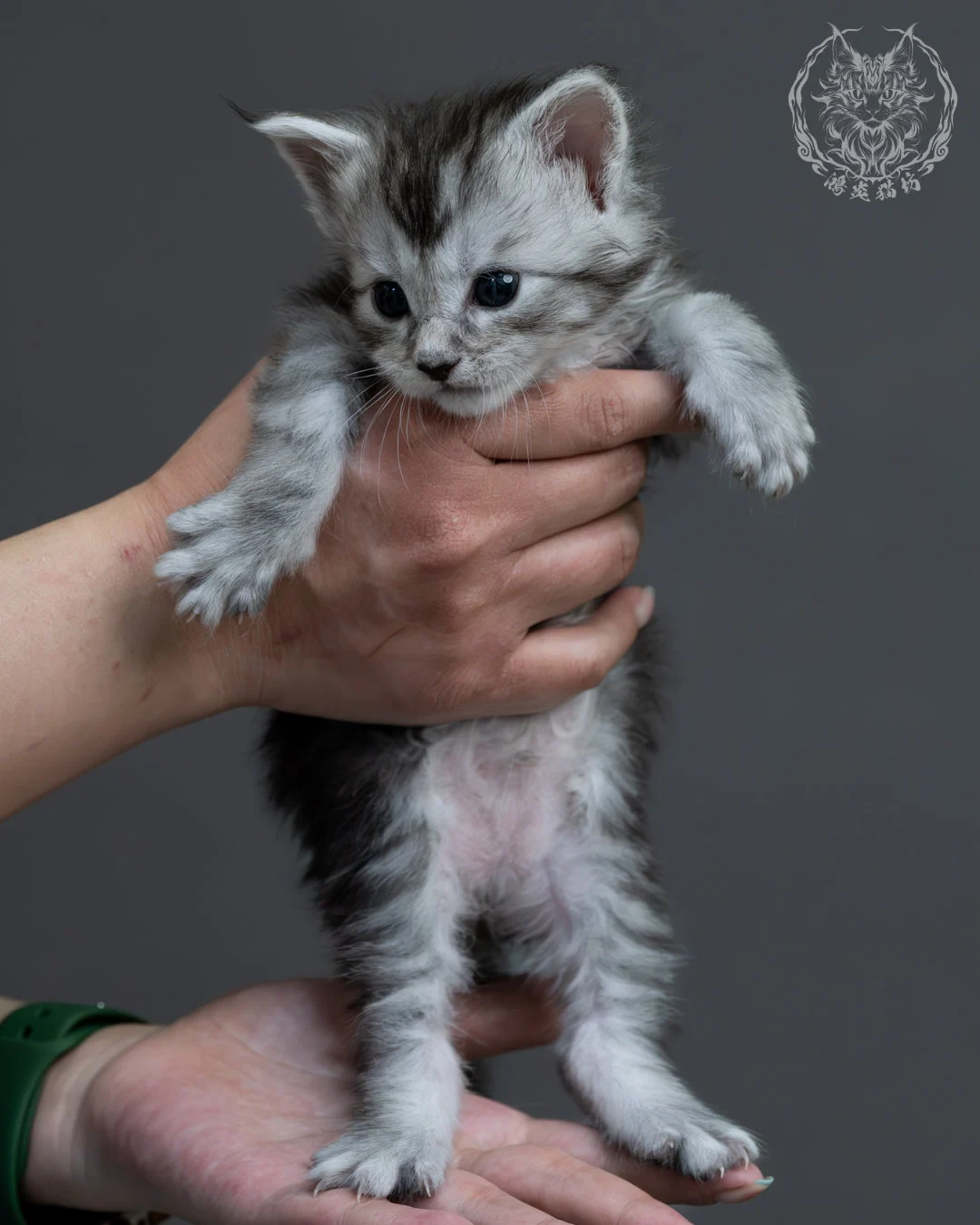 黑銀虎斑緬因貓 7