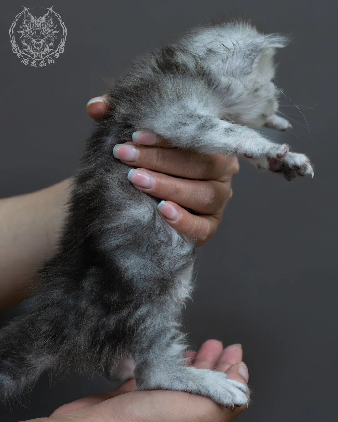 藍銀虎斑緬因貓 8