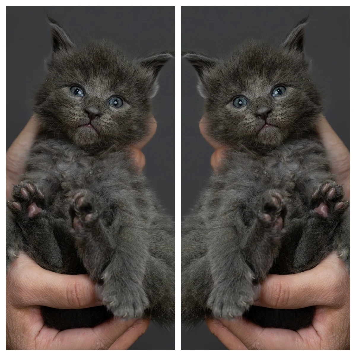 藍煙燻緬因貓4周記錄