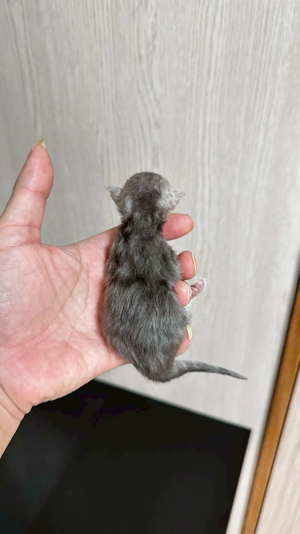 藍銀虎斑緬因貓1天記錄