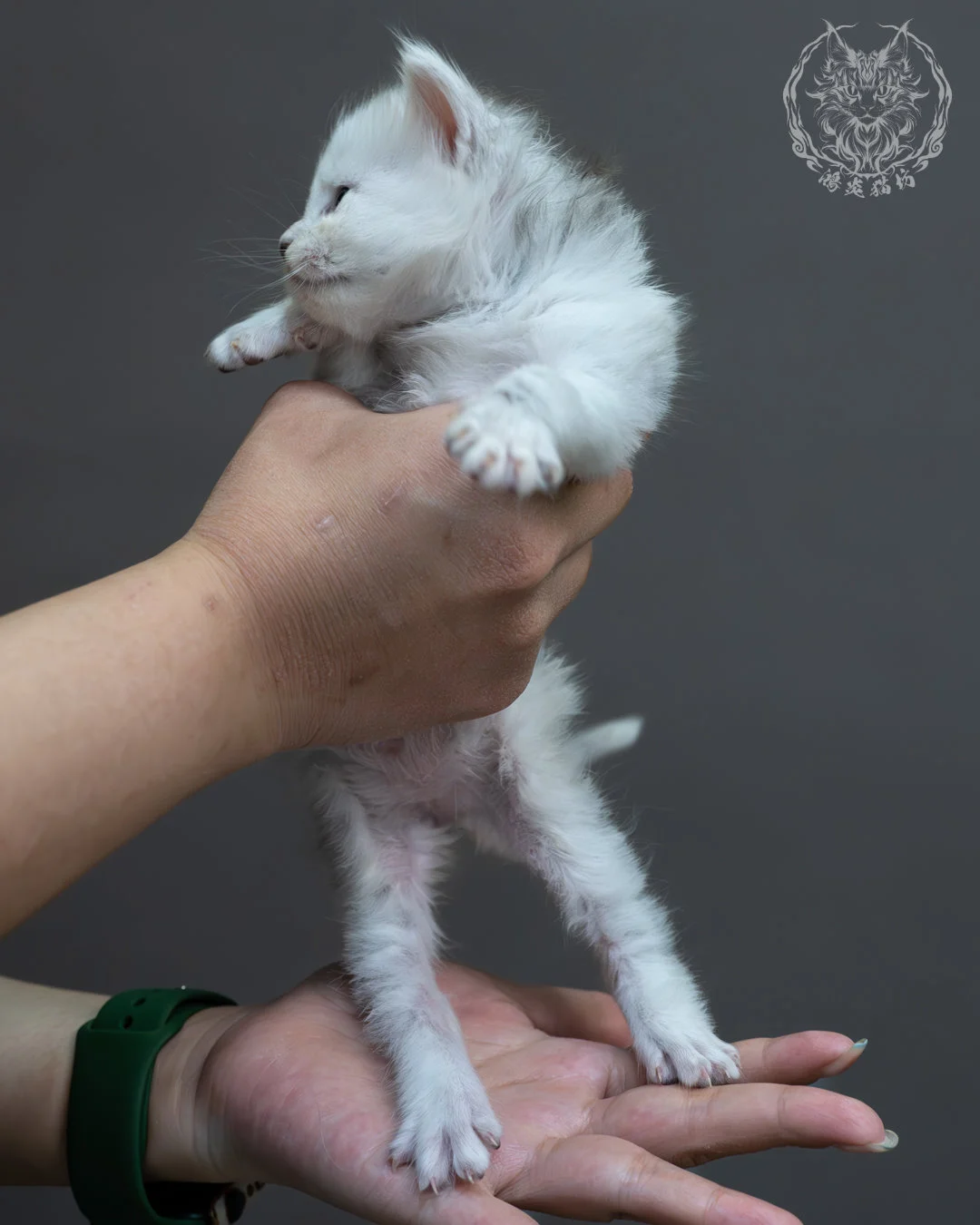 黑銀陰影緬因貓 7