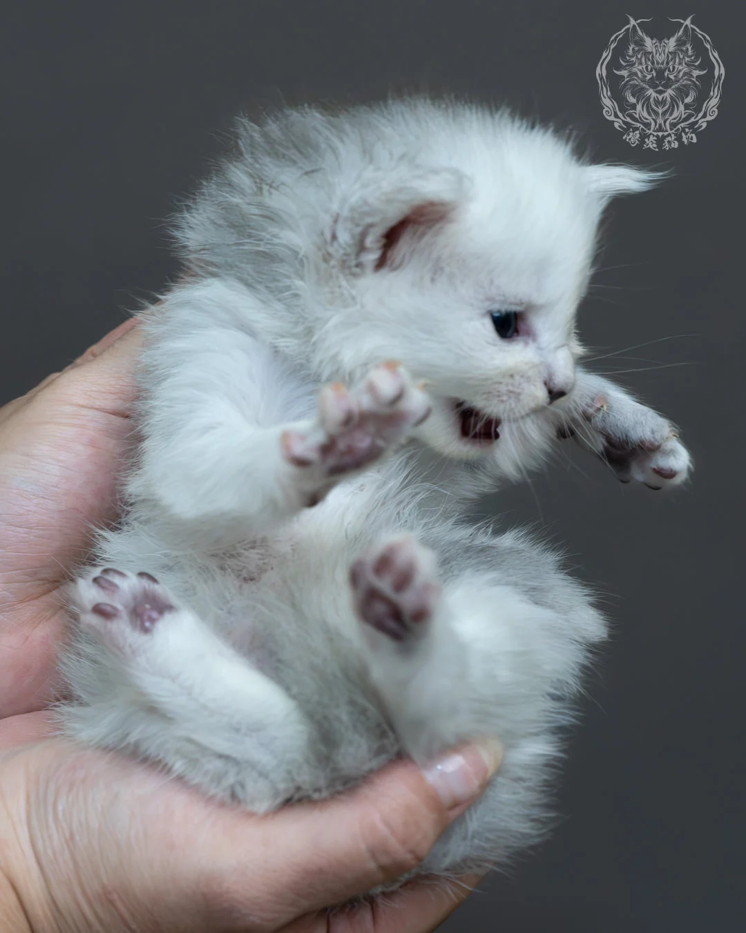 黑銀陰影緬因貓 16