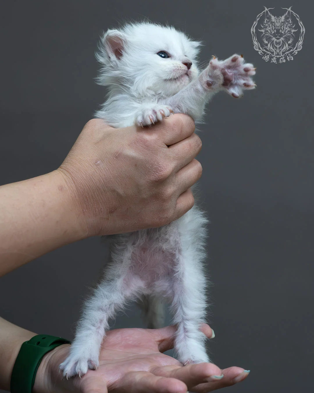 黑銀貝殼緬因貓 4