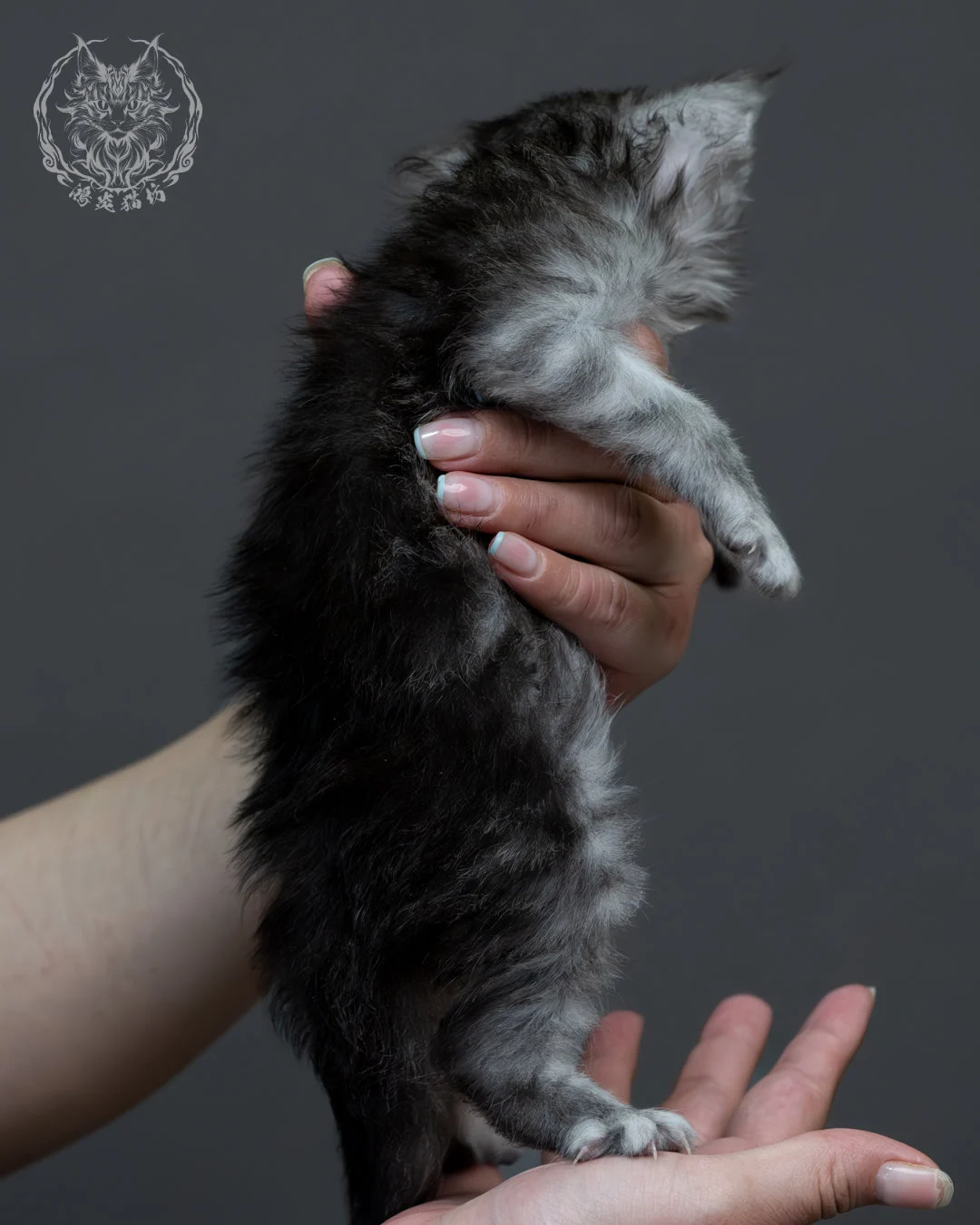 黑銀虎斑緬因貓 8