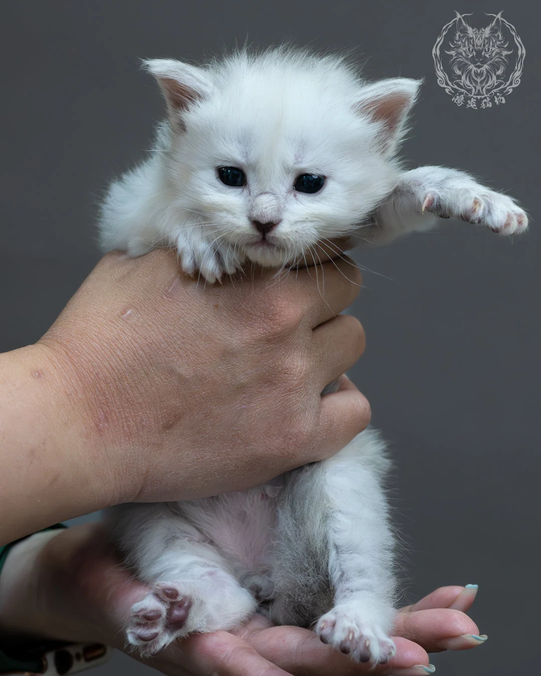 黑銀陰影緬因貓 1