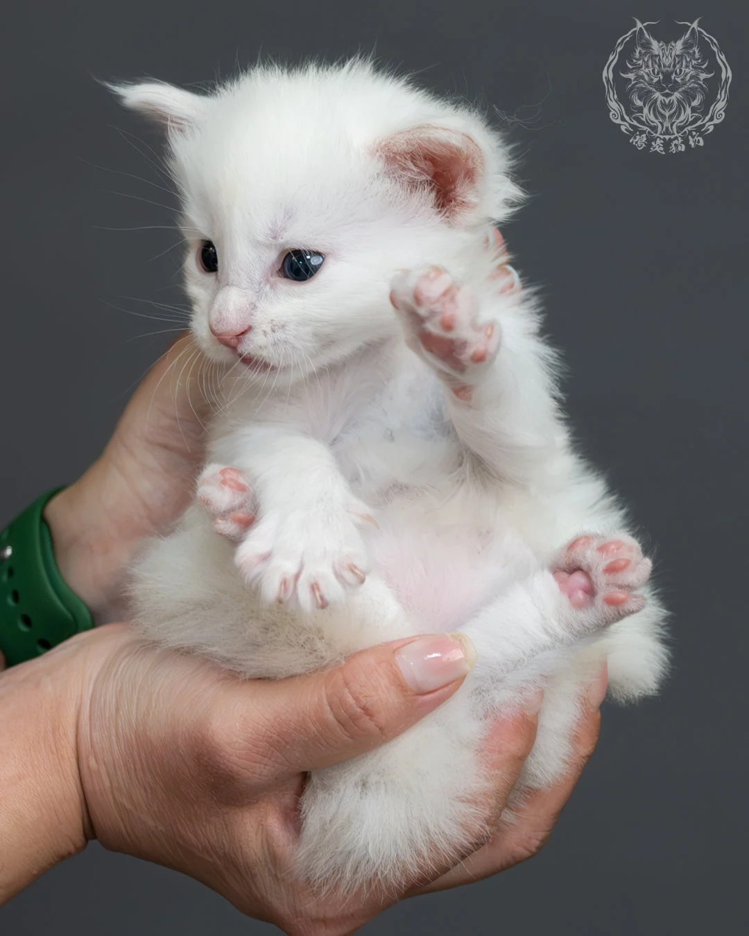 紅銀貝殼色緬因貓 9