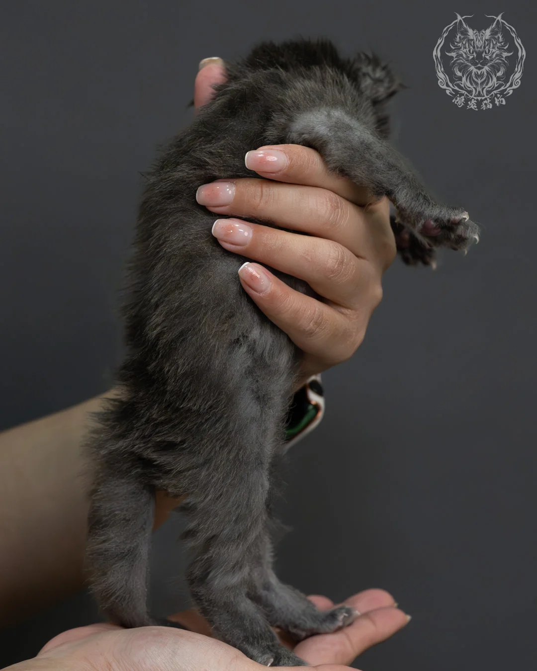 藍煙燻緬因貓 8