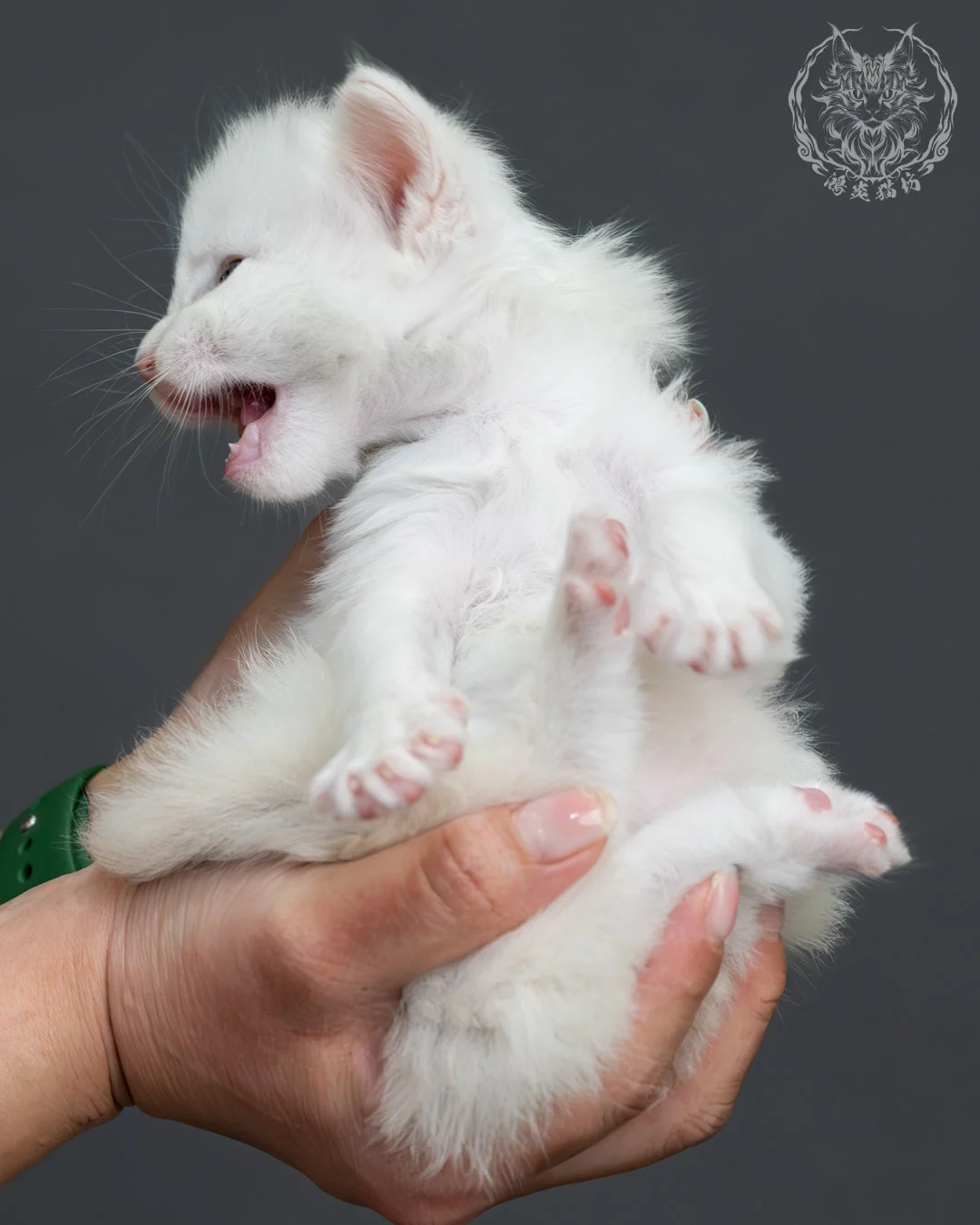 紅銀貝殼色緬因貓 12