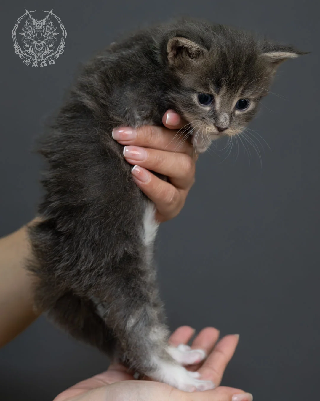 藍虎斑緬因貓 4