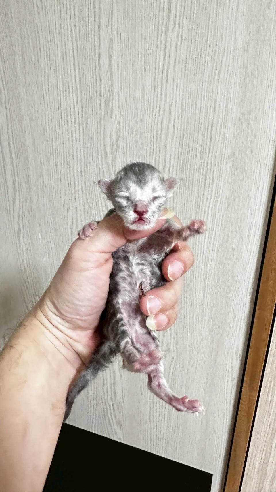 藍銀虎斑緬因貓1天記錄