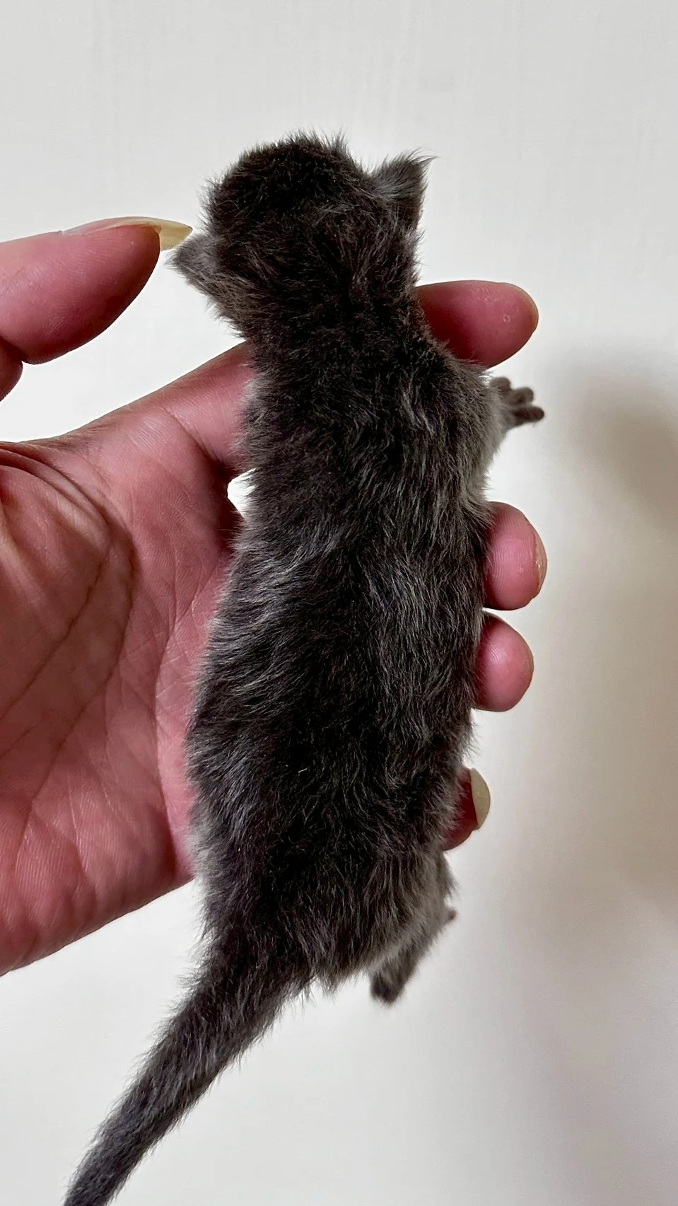 藍煙燻緬因貓1天記錄