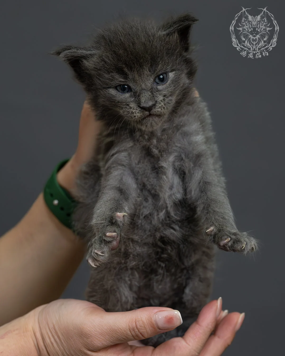 藍煙燻緬因貓 7