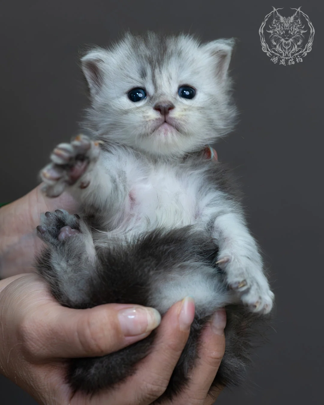 藍銀虎斑緬因貓 20