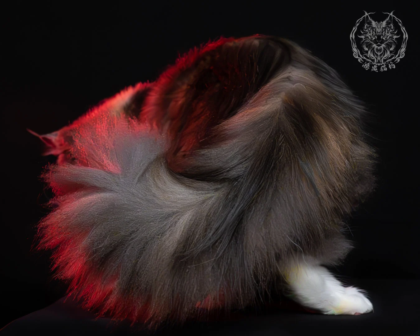 藍乳玳帽緬因貓 18