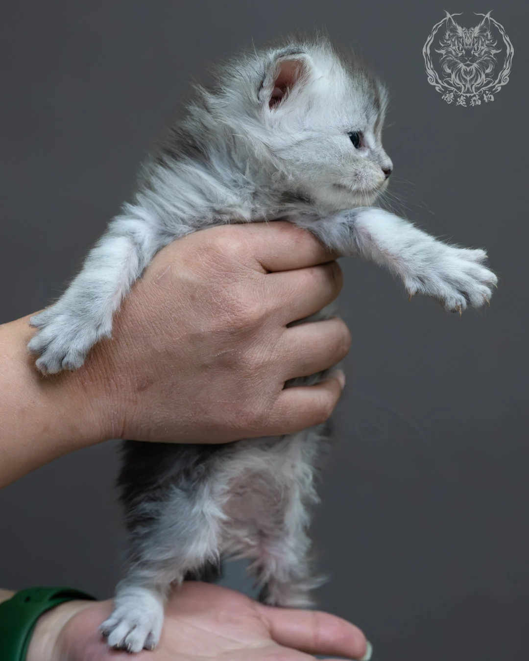 藍銀虎斑緬因貓 3