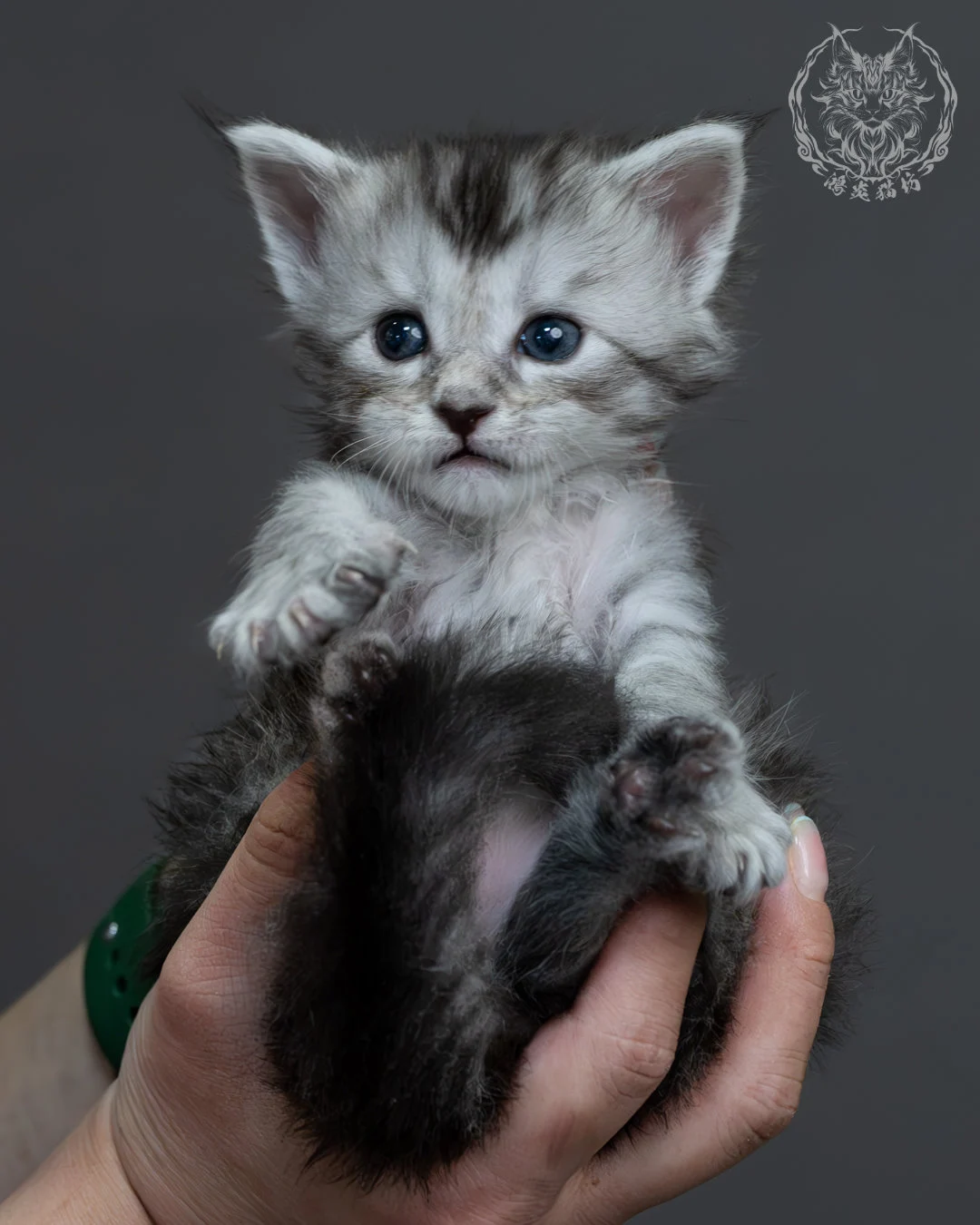 黑銀虎斑緬因貓 11