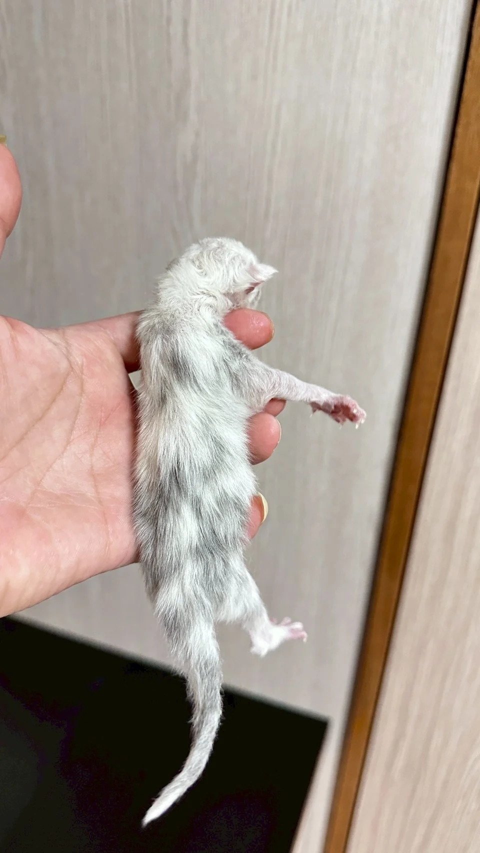 黑銀貝殼緬因貓1天記錄