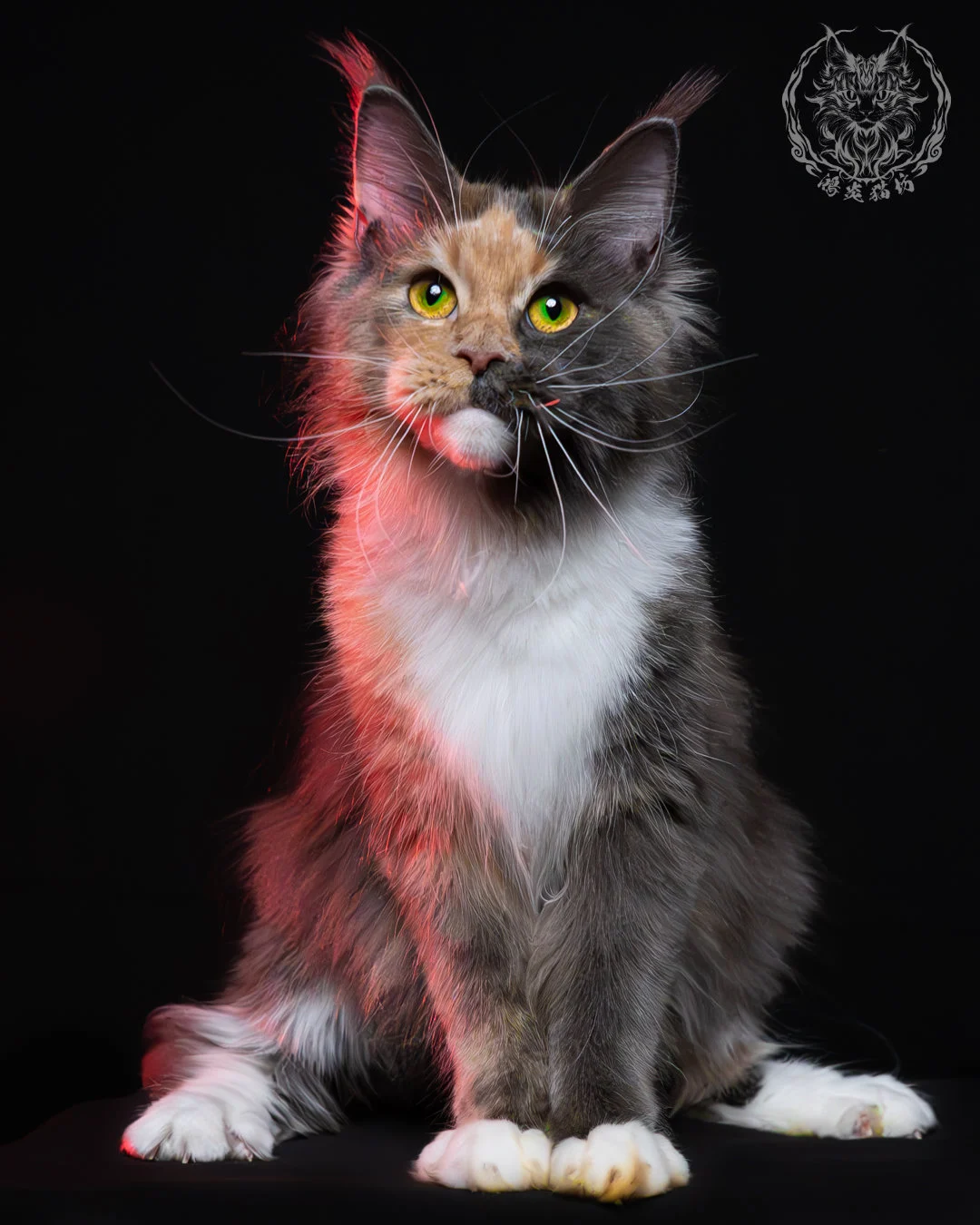 藍乳玳帽緬因貓 15