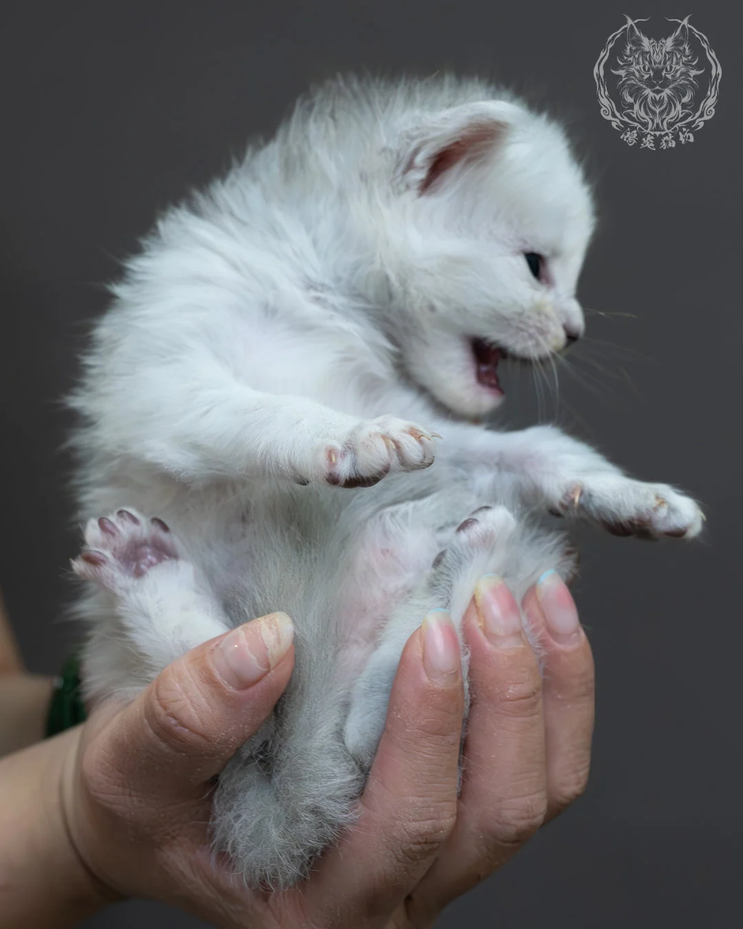 黑銀陰影緬因貓 18