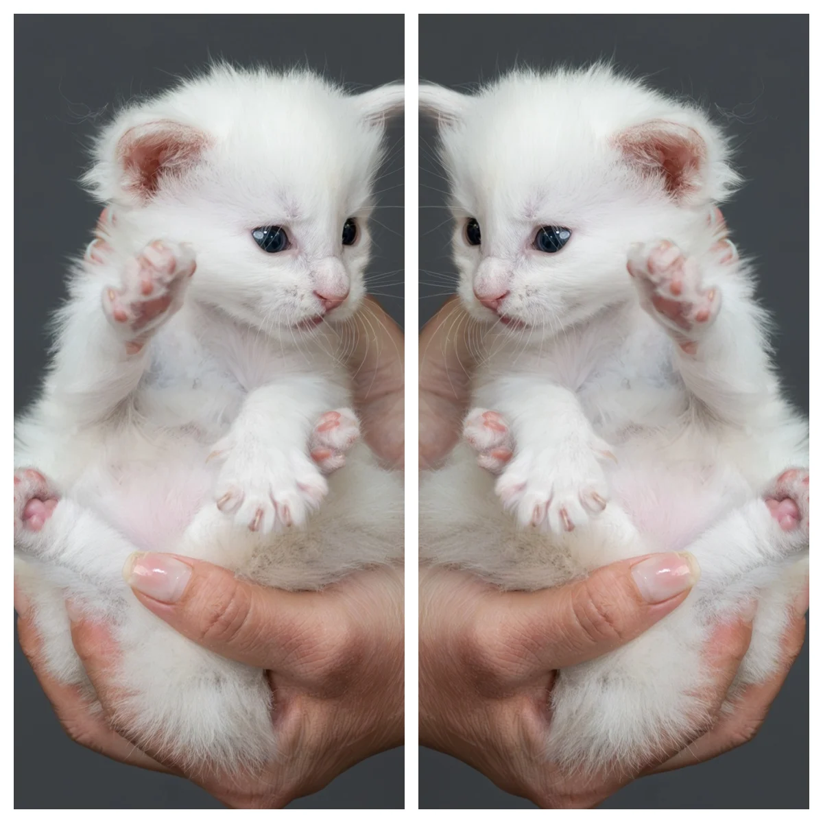 紅銀貝殼色緬因貓4周記錄