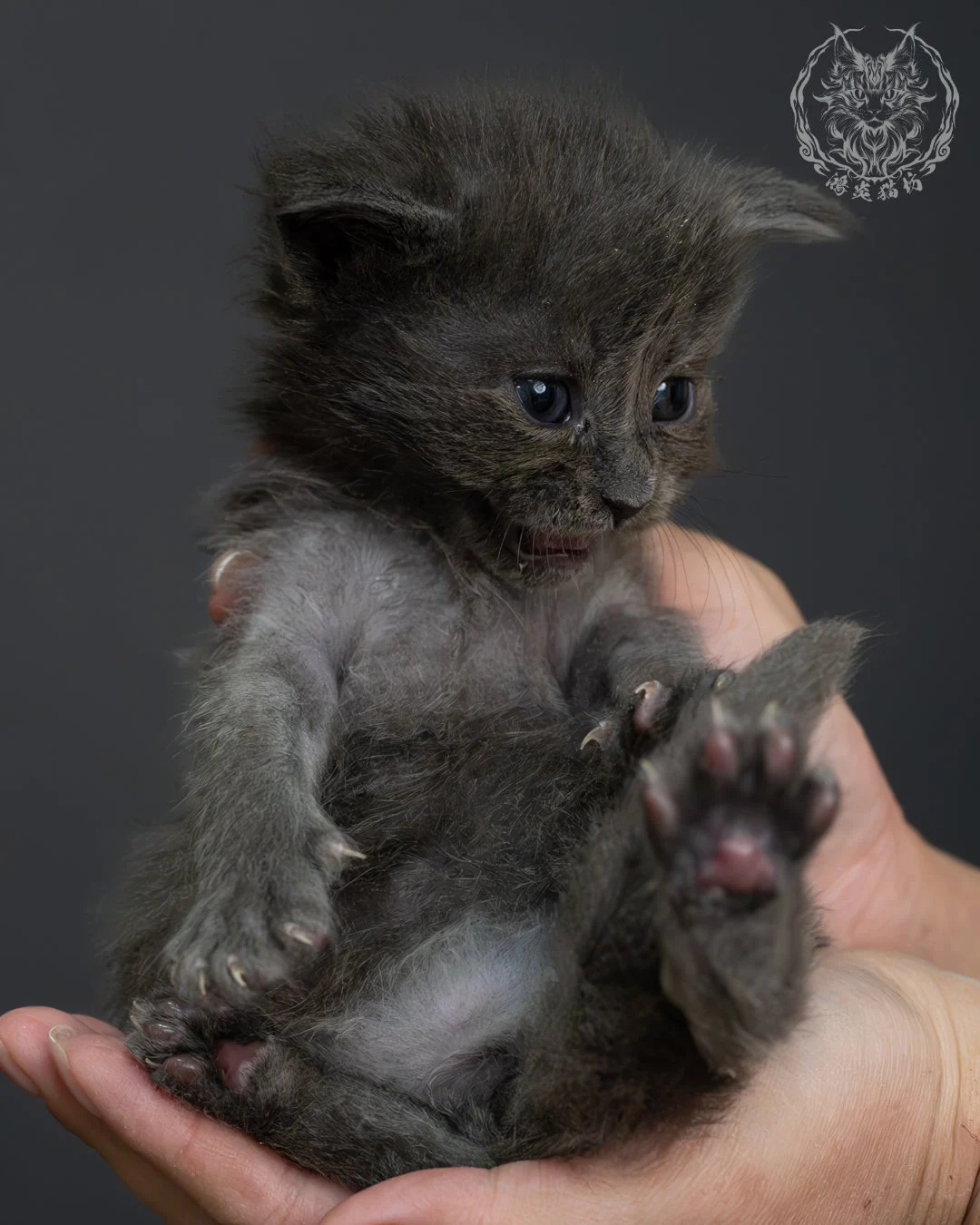 藍煙燻緬因貓 17