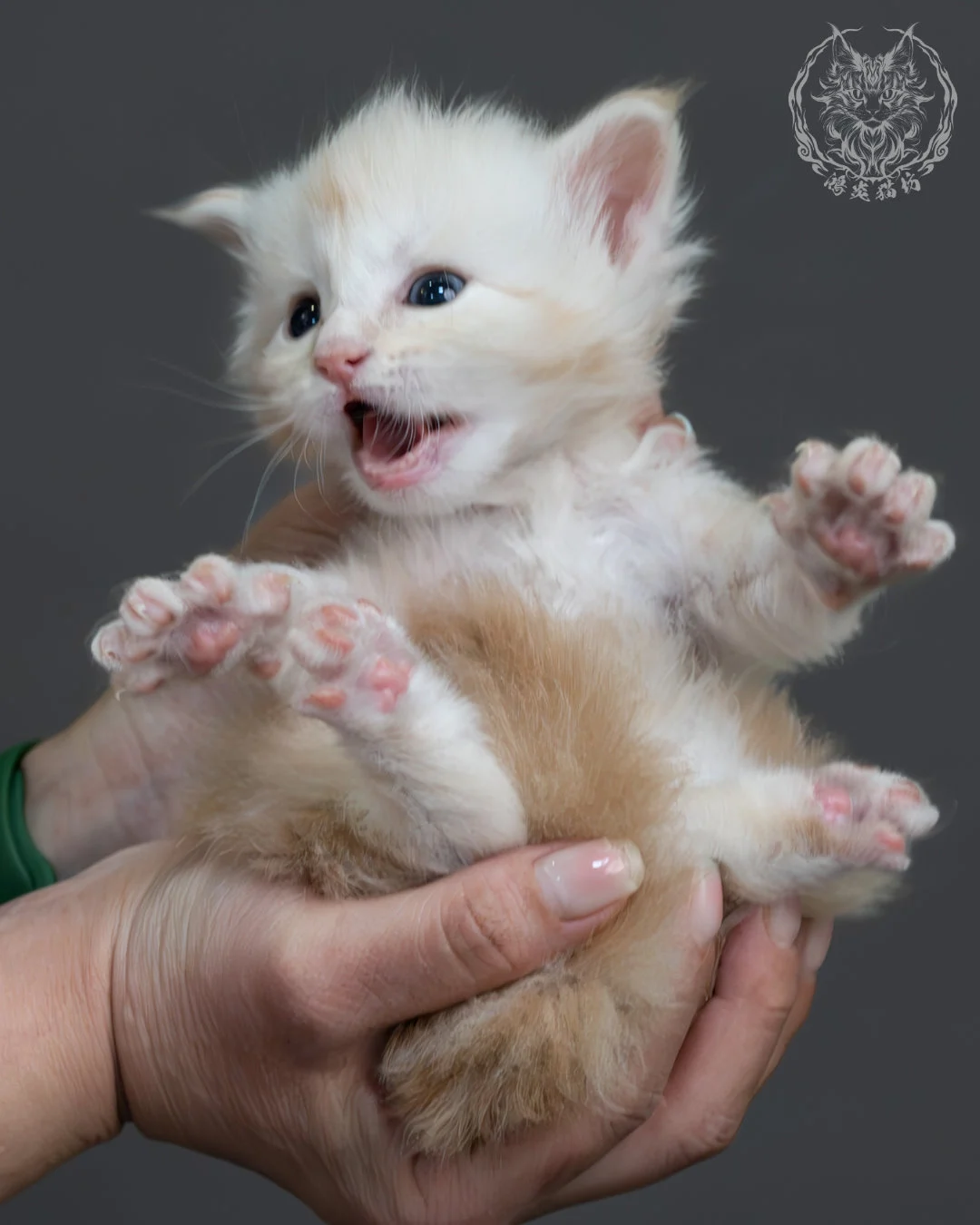 紅銀虎斑緬因貓 7