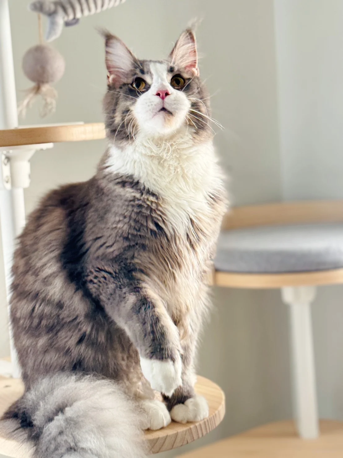 藍白賓士緬因貓