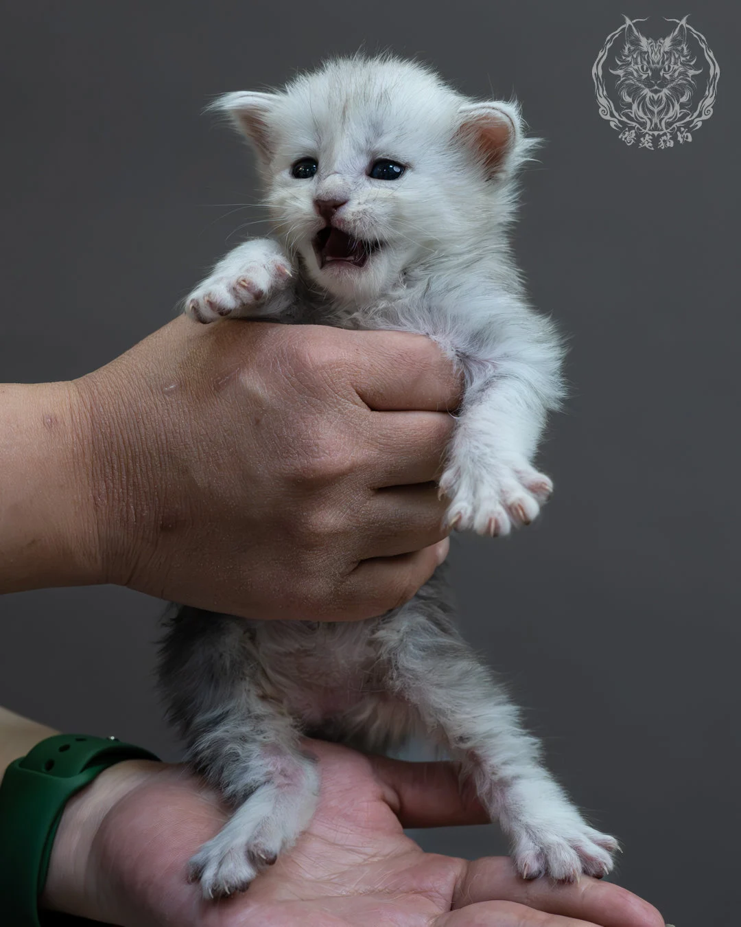 藍銀虎斑緬因貓 5