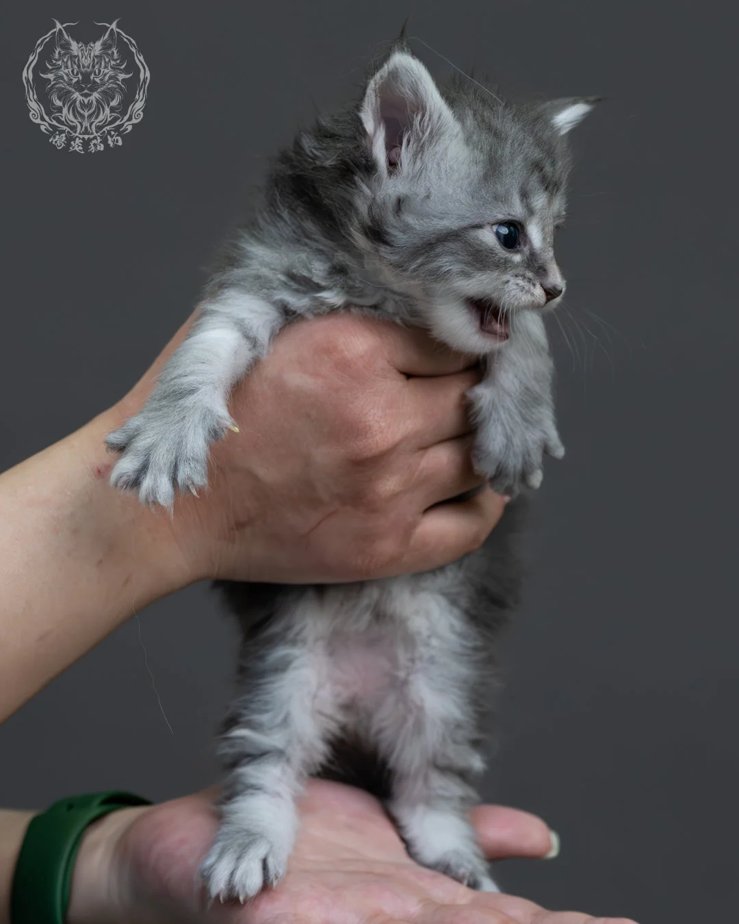 藍銀虎斑緬因貓 4