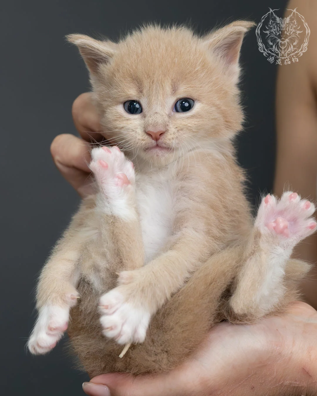 奶油虎斑緬因貓 20