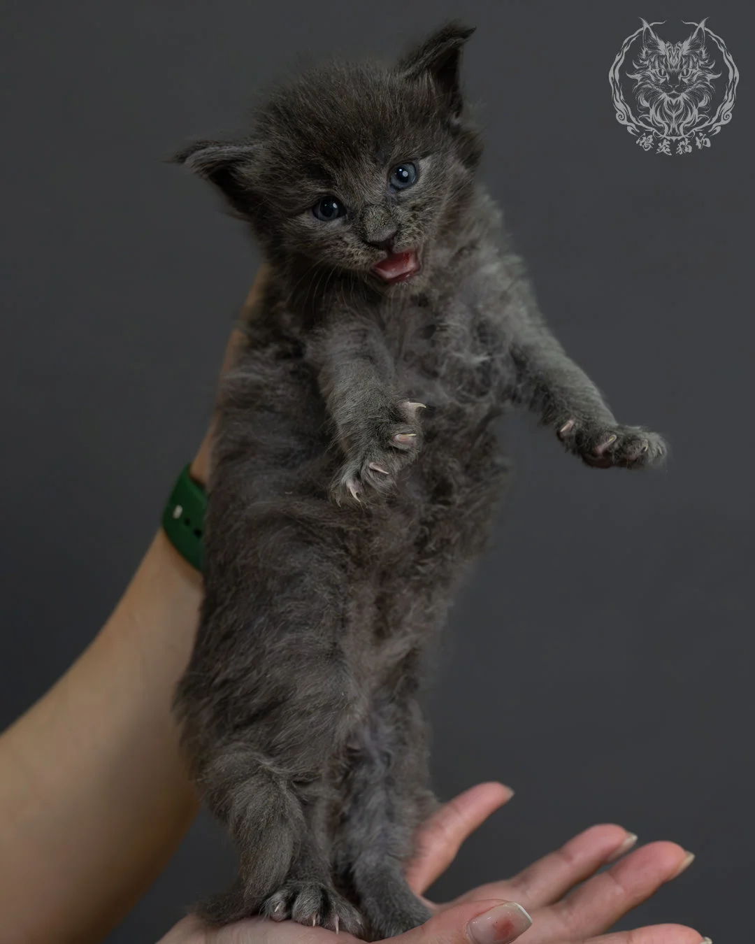 藍煙燻緬因貓 8