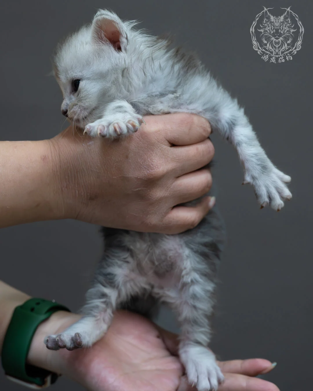 藍銀虎斑緬因貓 5