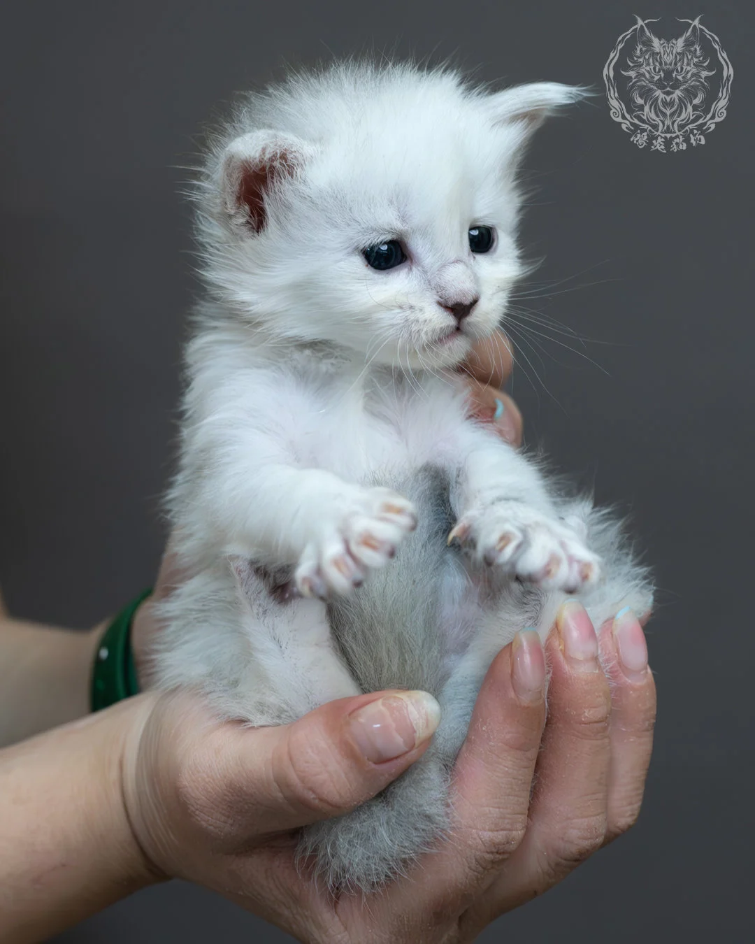 黑銀陰影緬因貓 17