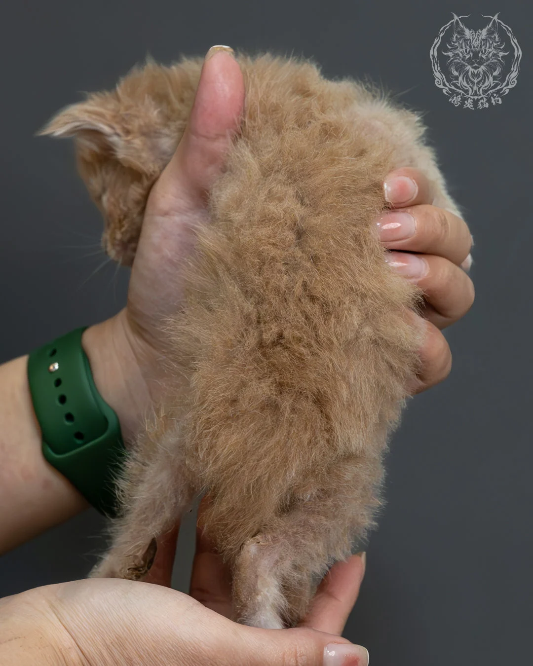 奶油虎斑緬因貓 7