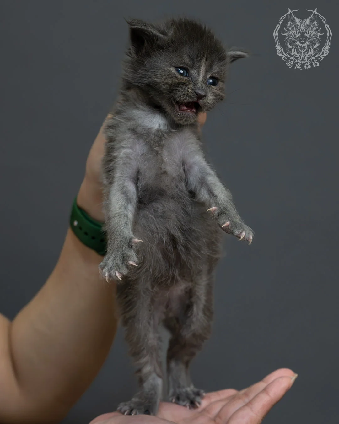 藍煙燻緬因貓 5