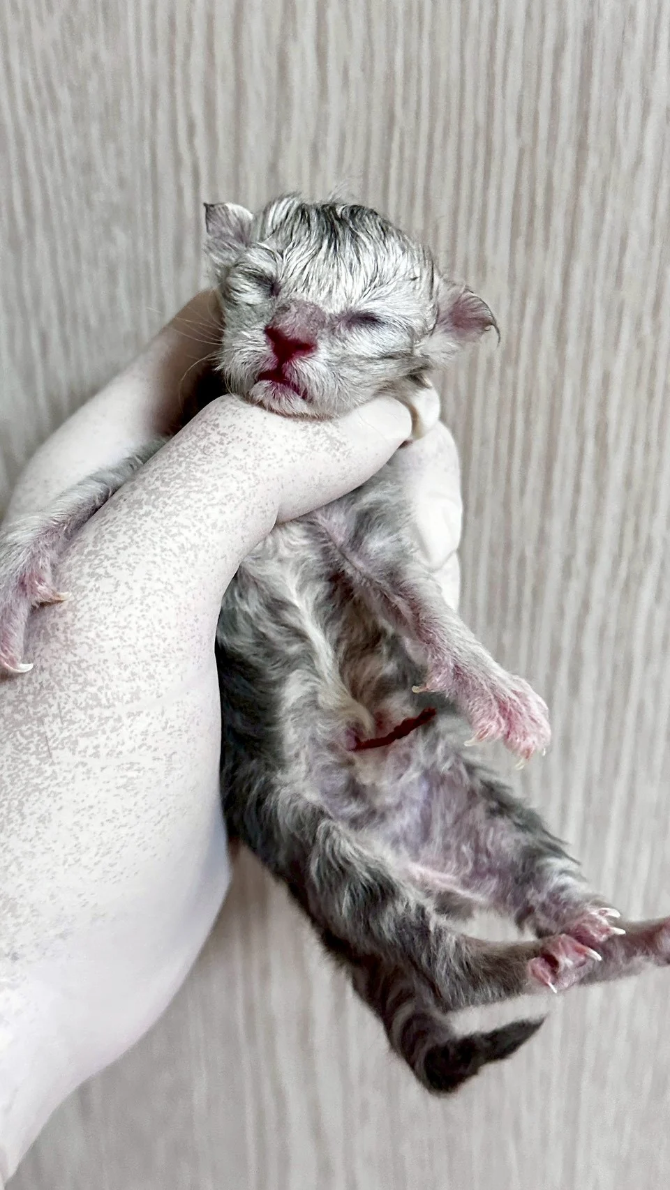 藍銀陰影緬因貓1天記錄