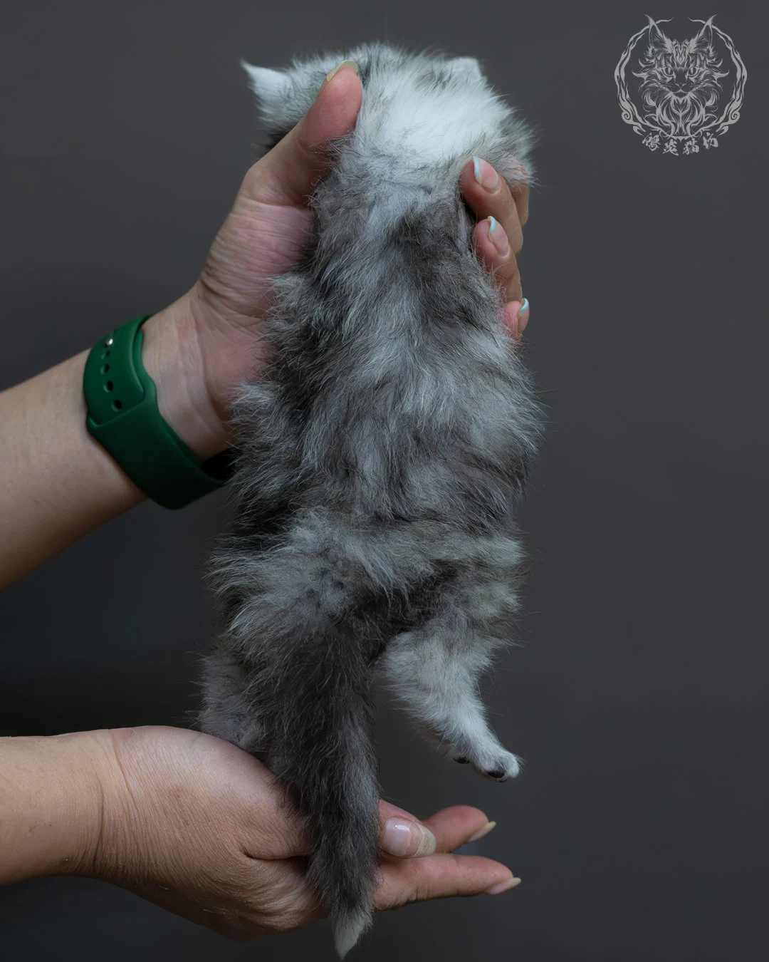 黑高煙緬因貓 11