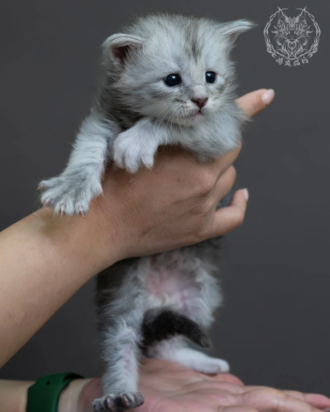 藍銀虎斑緬因貓 3