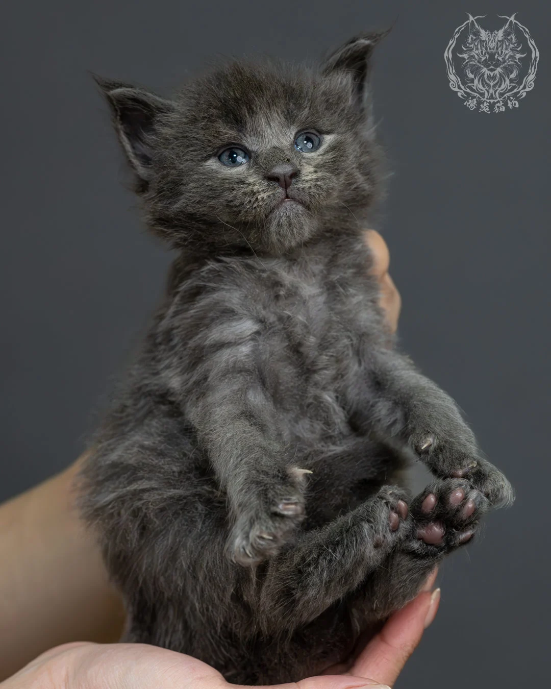 藍煙燻緬因貓 1