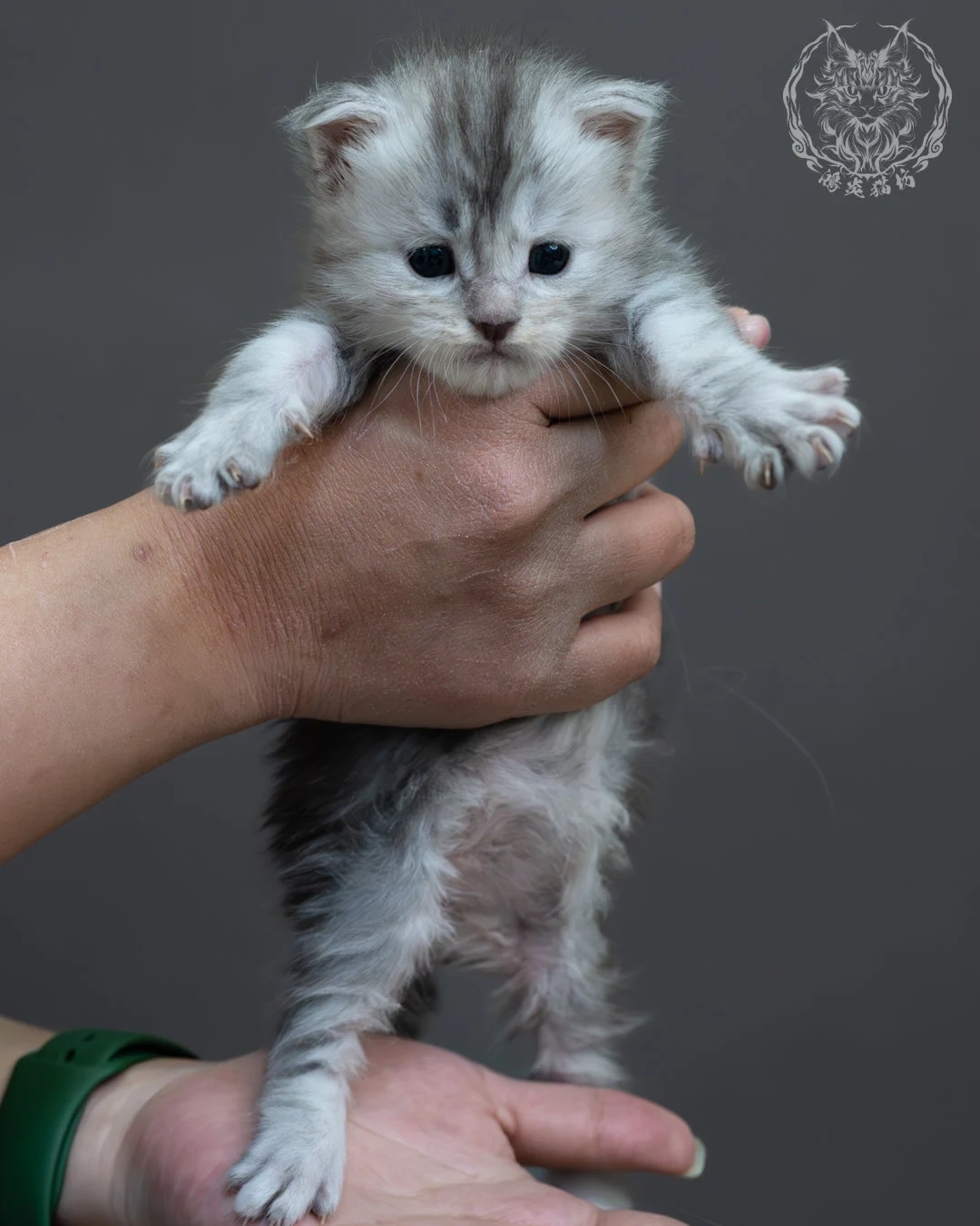 藍銀虎斑緬因貓 5