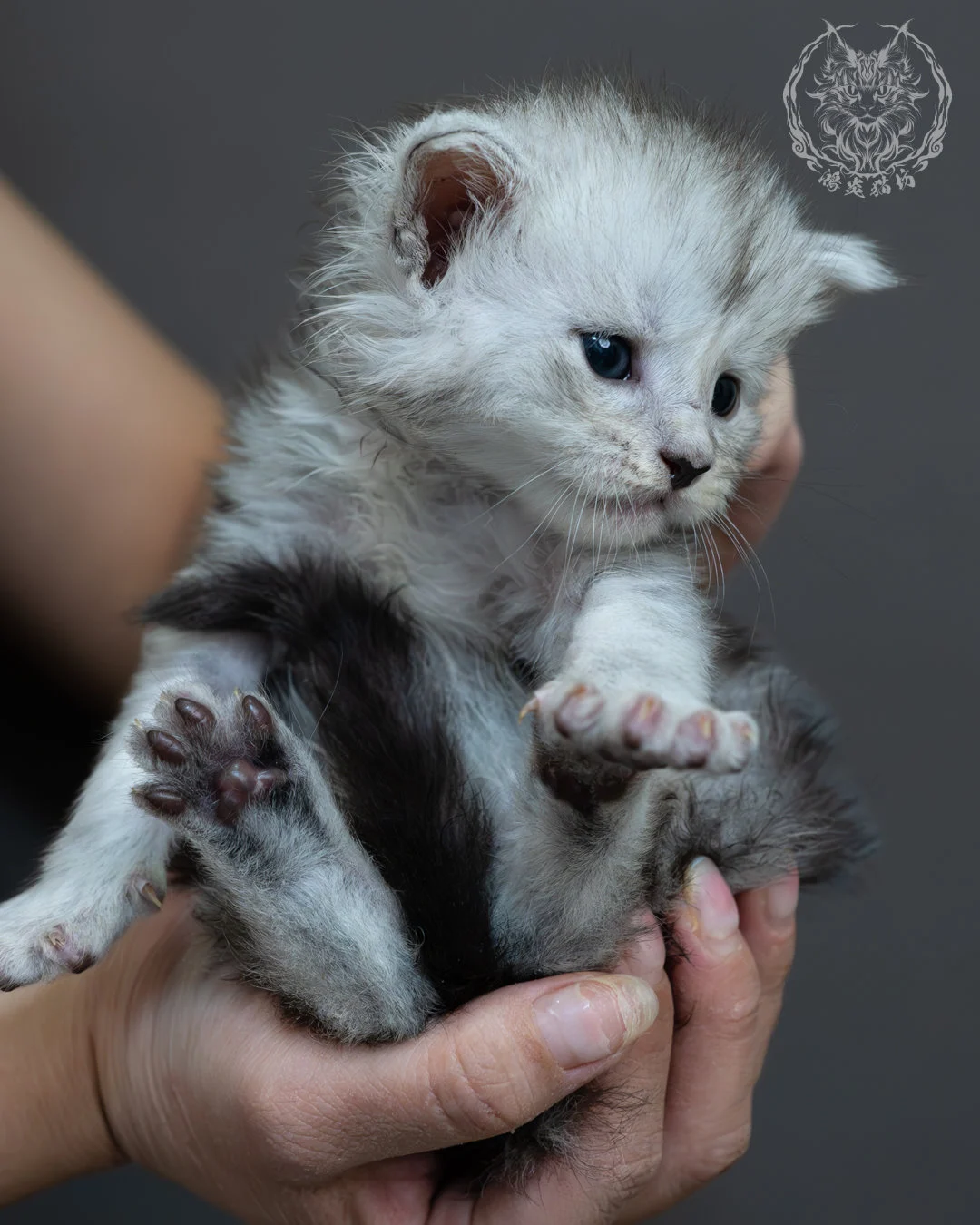 黑銀虎斑緬因貓 6