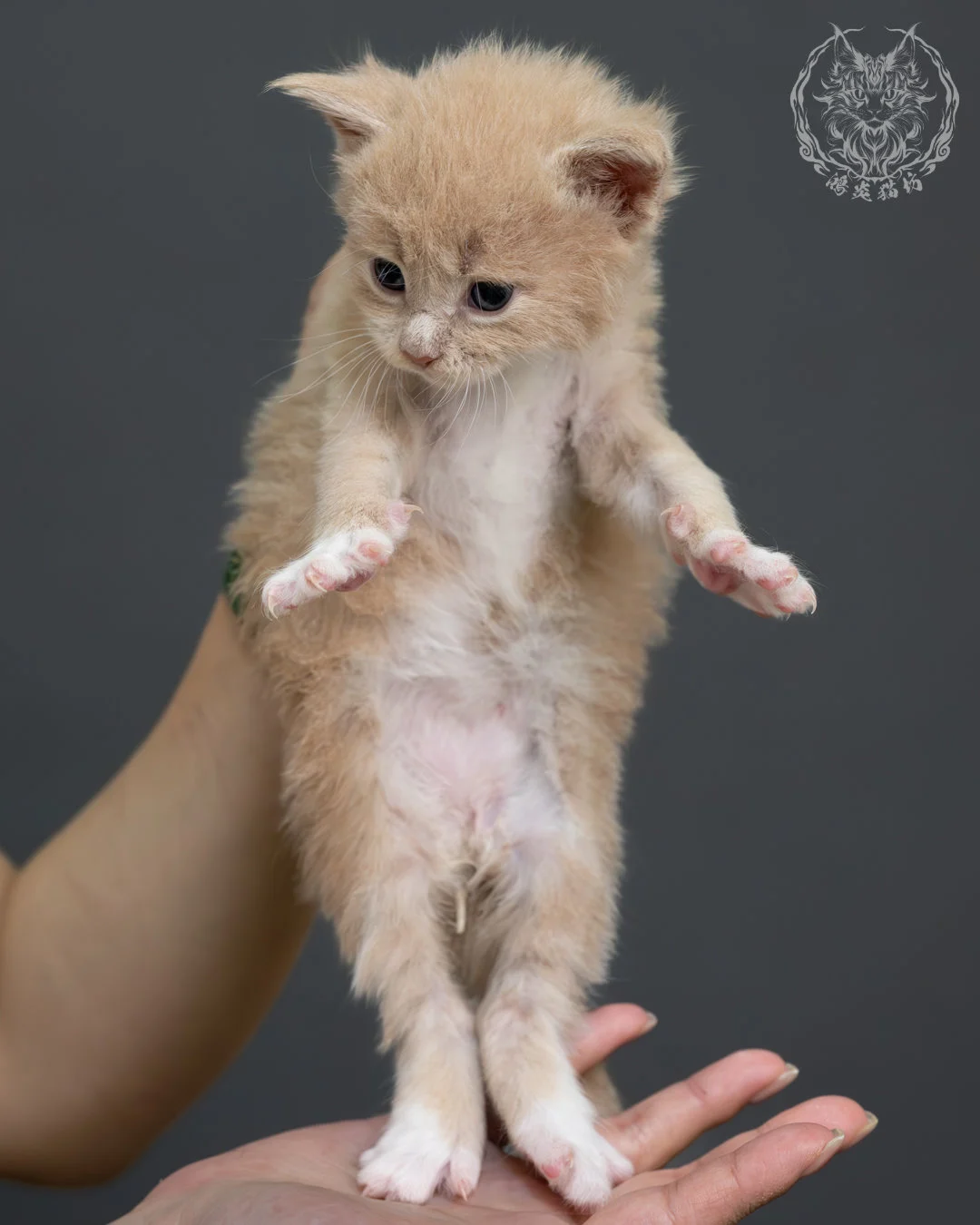 奶油虎斑緬因貓 4