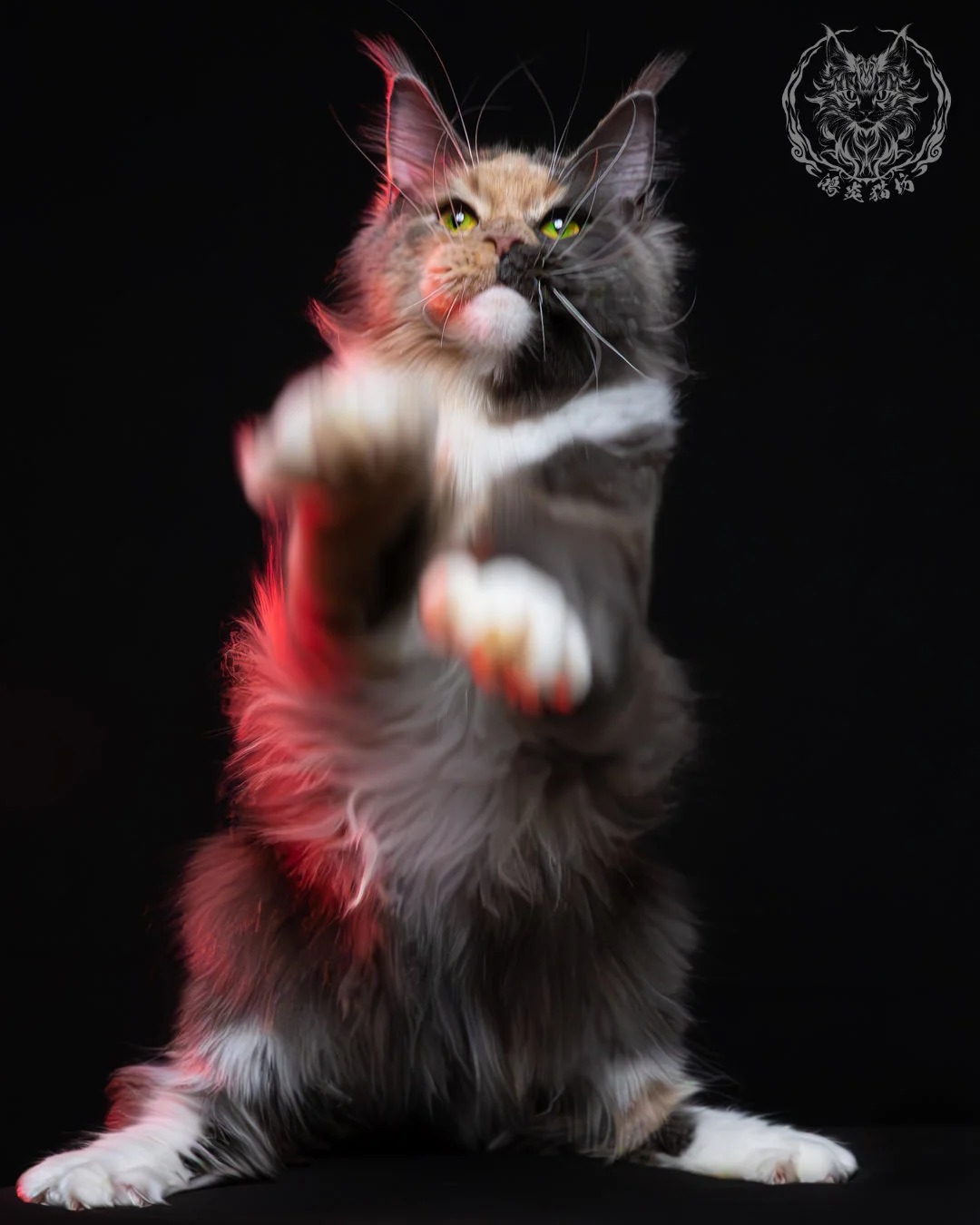 藍乳玳帽緬因貓 16