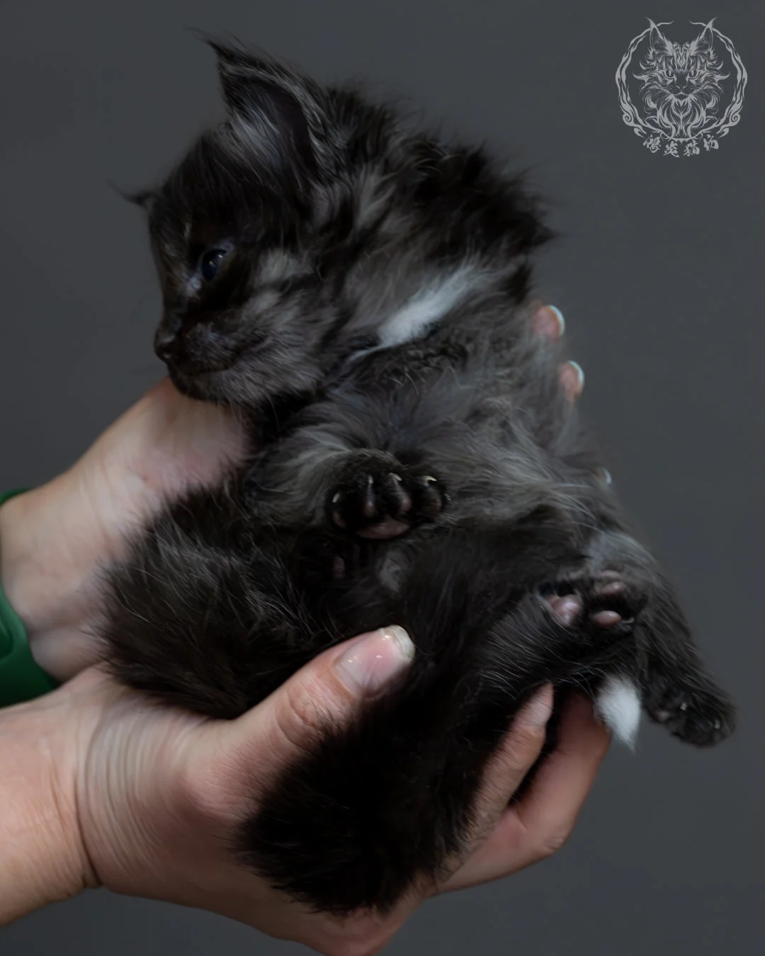 黑煙燻緬因貓 14