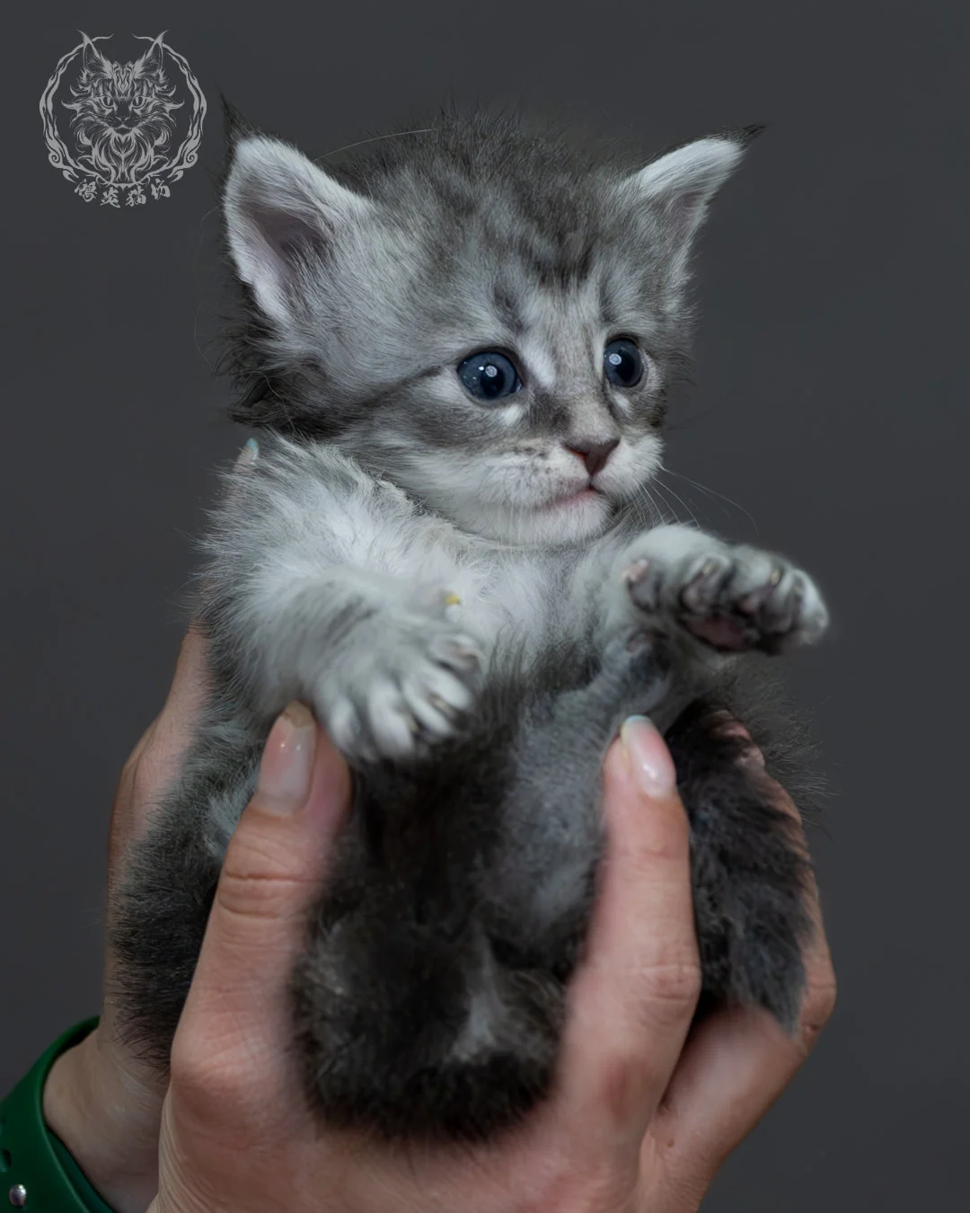 藍銀虎斑緬因貓 8