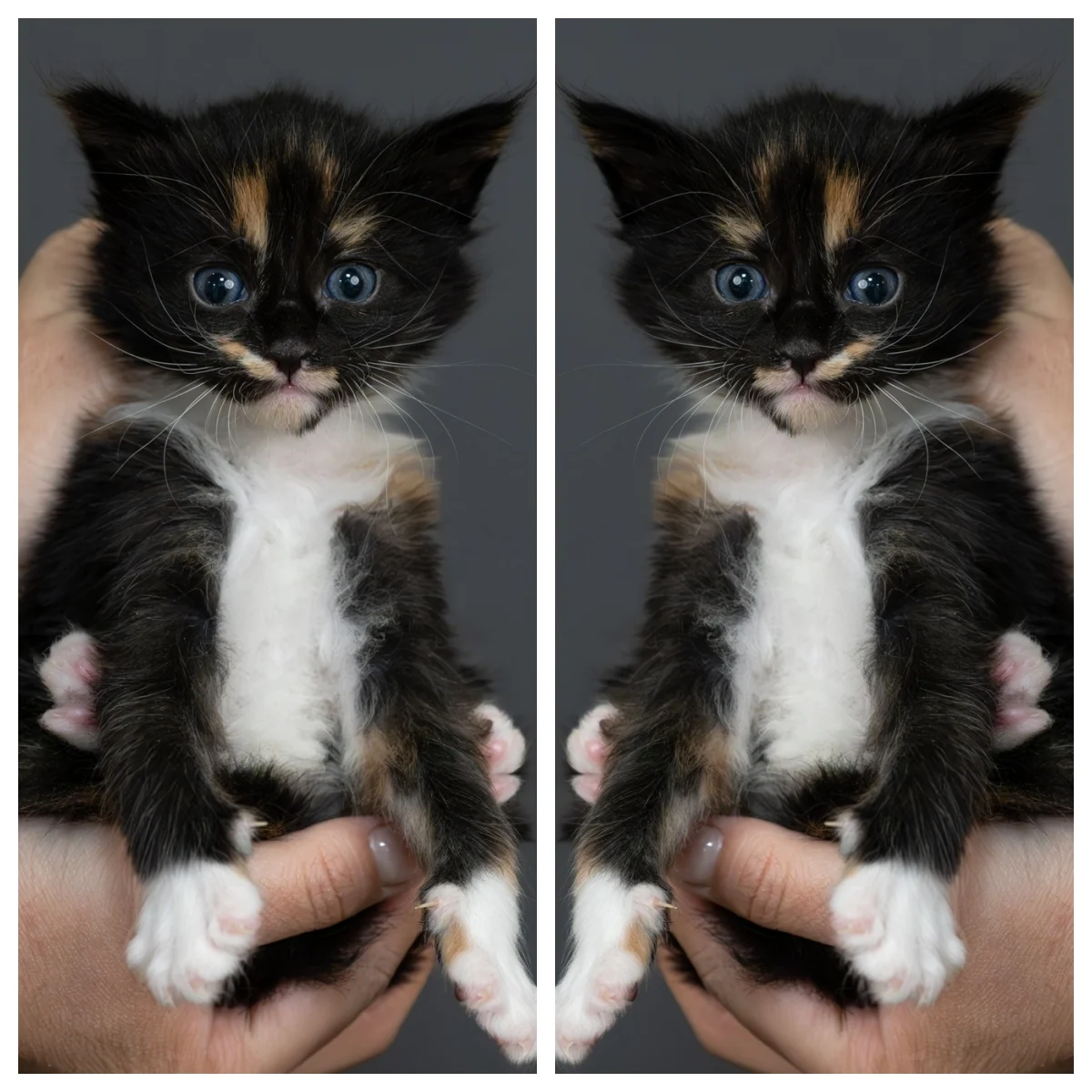 玳帽緬因貓4周記錄