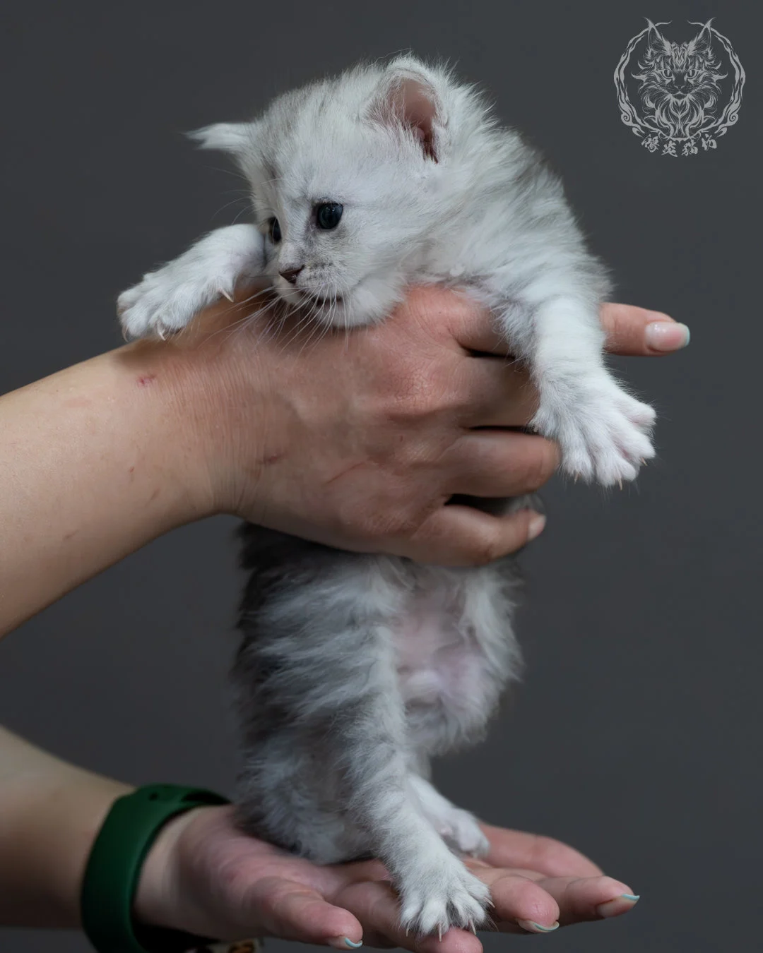 藍銀陰影緬因貓 3