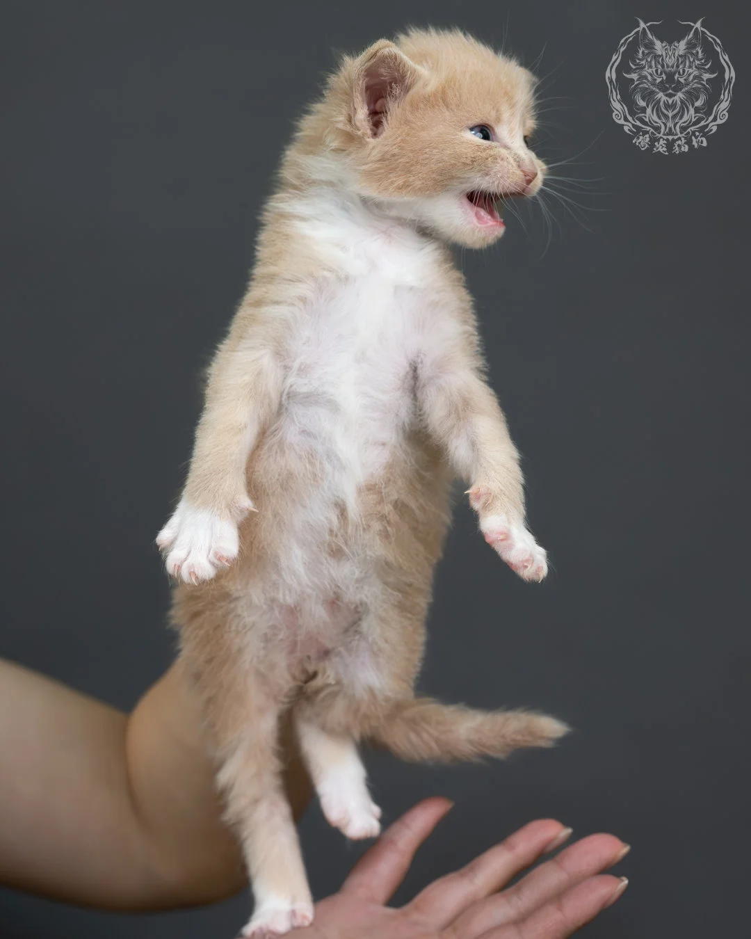 奶油虎斑緬因貓 9